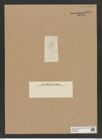 Diatomeae indet. Zeichnungen Sammlung Grunow Nr. 8975 (NHMW-BOT-W0378667)